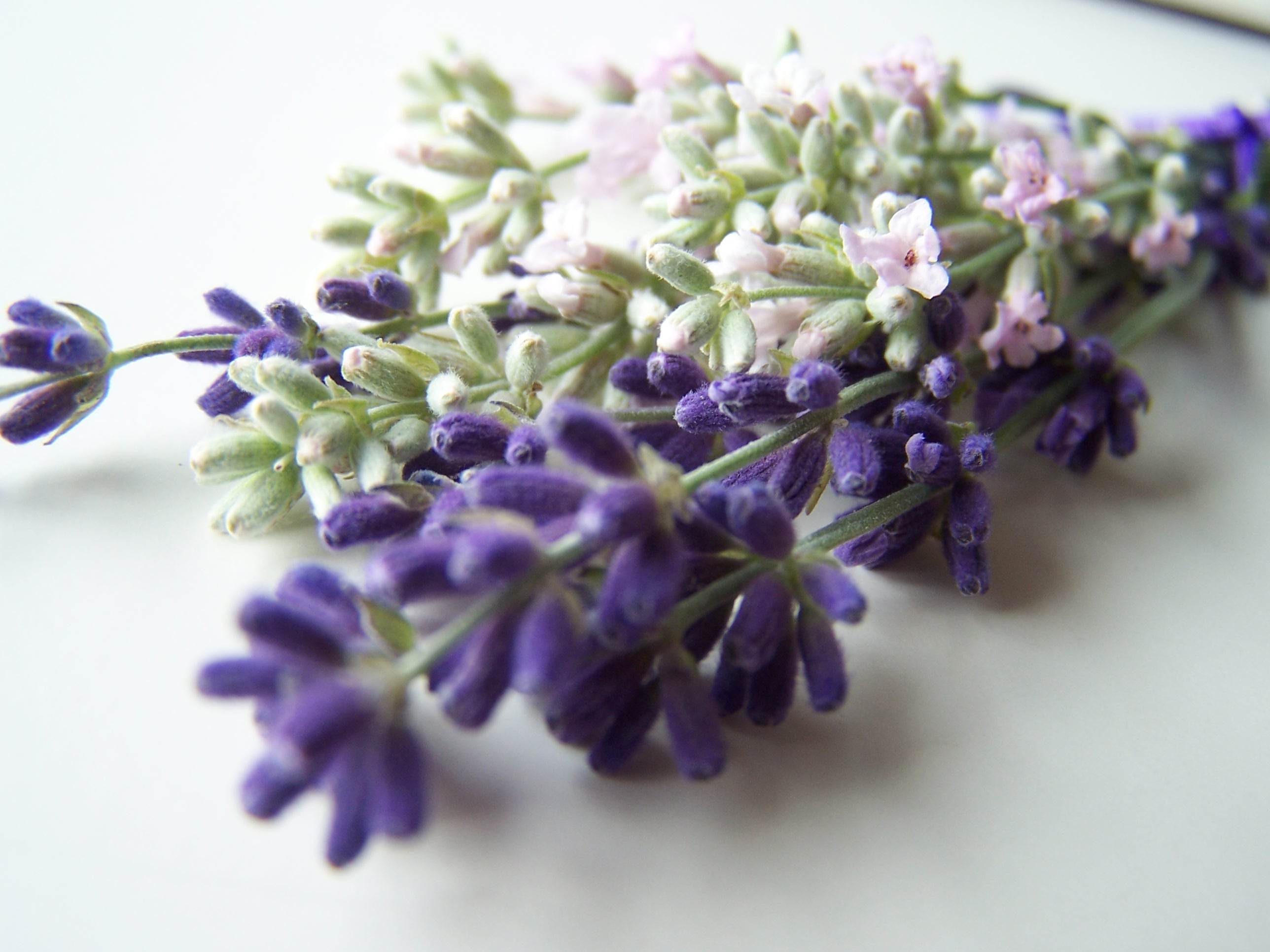Cooking With Lavender Is Dependent Upon The Variety Used