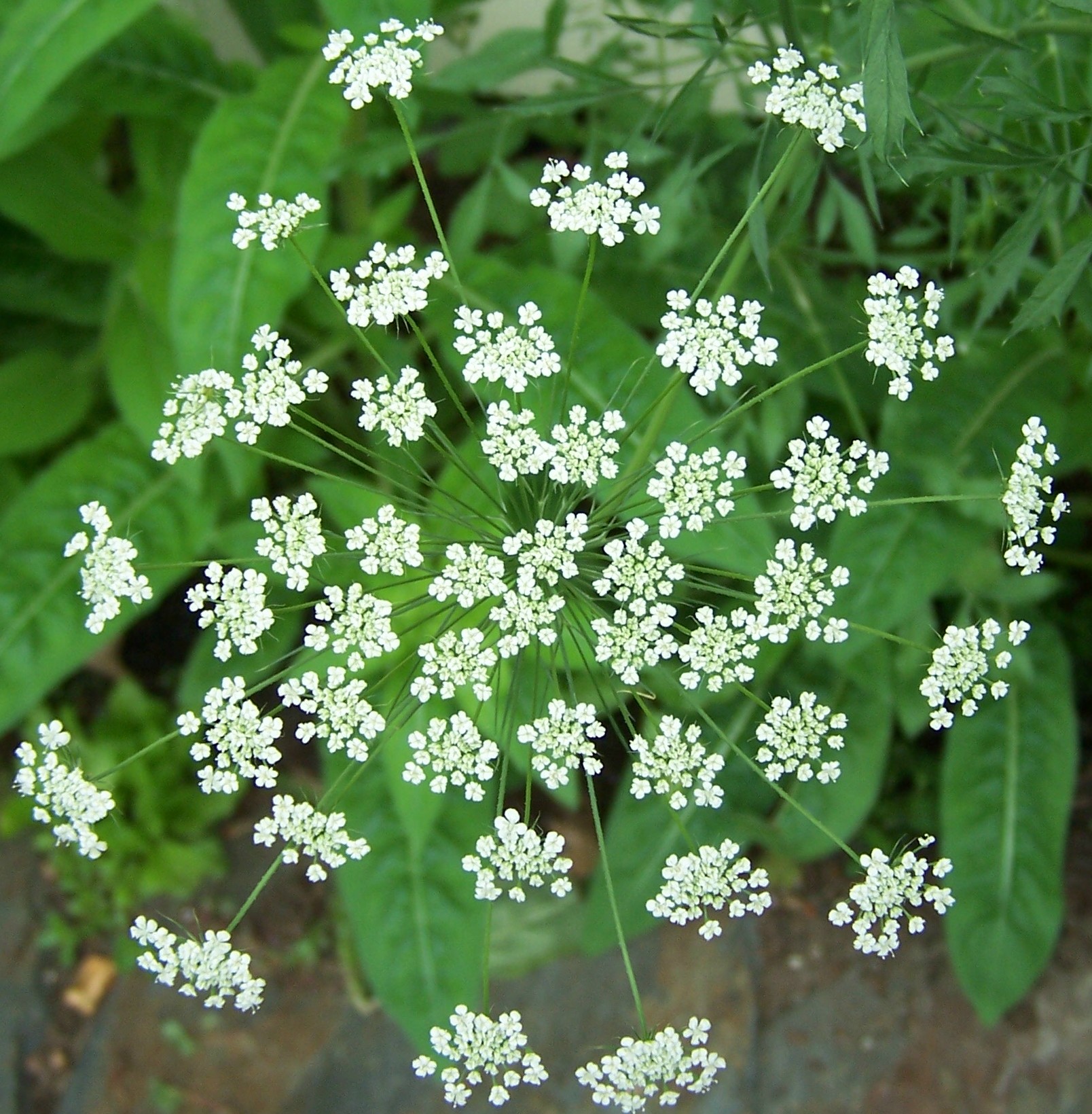 queen anne's lace herb